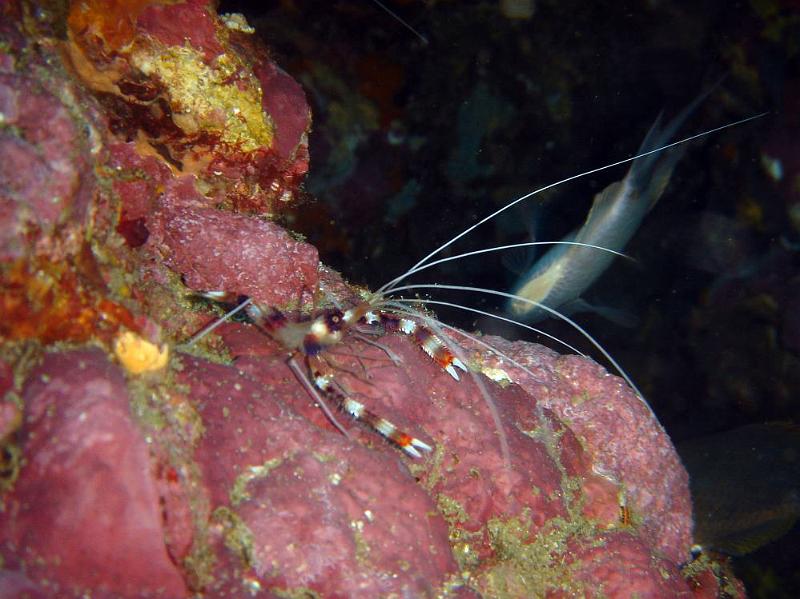 SIMILAN nov  2008 .PHOTO PHILIPPE (95).JPG